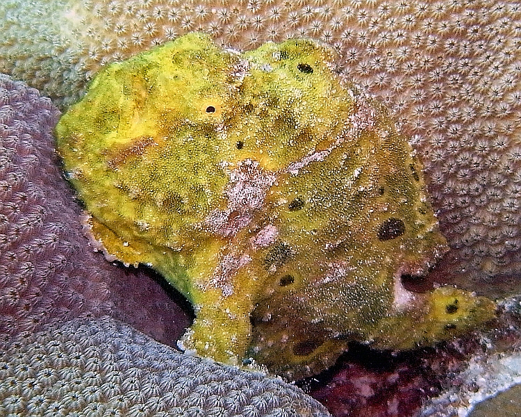 UWBN17-Frog Fish